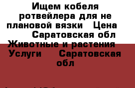 Ищем кобеля ротвейлера для не плановой вязки › Цена ­ 500 - Саратовская обл. Животные и растения » Услуги   . Саратовская обл.